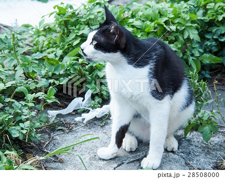 山猫 やまねこ 野良ネコ 28508000