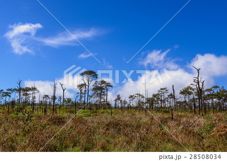 Dead pine from wildfire against blue sky. Dead pine from wildfire against blue sky. 28508034