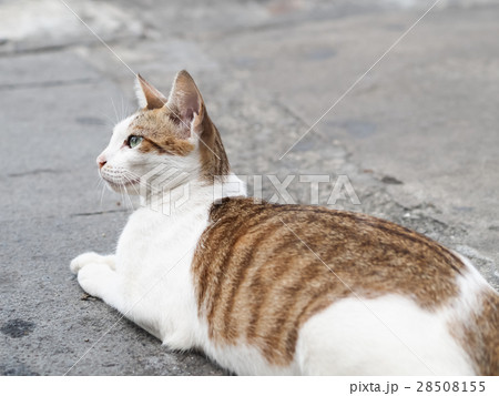 山猫 やまねこ 野良ネコ 28508155