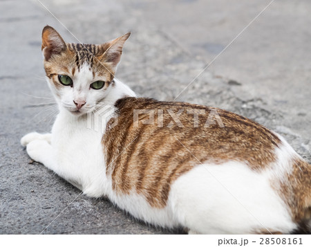 山猫 やまねこ 野良ネコ 28508161