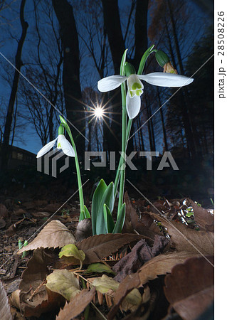 スノードロップ スノードロップ 28508226