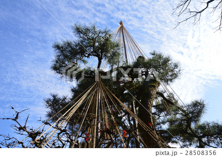 松･雪つり（兼六園／石川県金沢市） 28508356