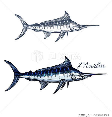 Marlin fish vector isolated sketch icon 28508394