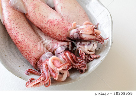 ボイルやりいか 28508959