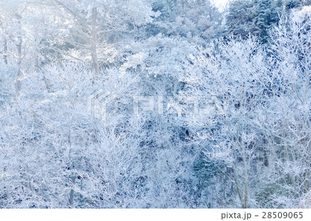 樹氷 風景 雪 樹氷 風景 雪 28509065