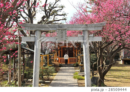 北野天神 止め天神 北野天神 止め天神 28509444
