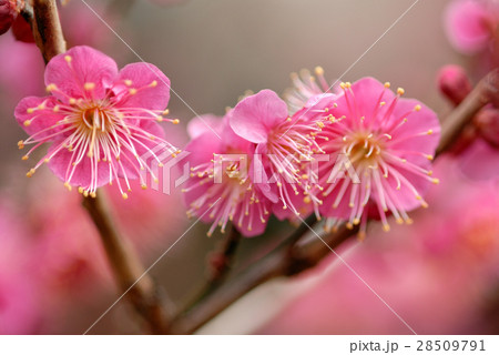 梅の花 28509791
