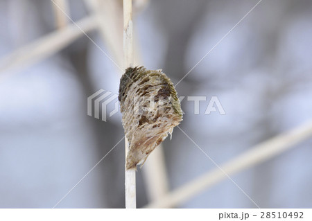 蟷螂の卵 28510492