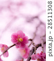 梅の花 28511308
