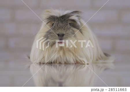 Guinea pig breed Coronet cavy 28511663