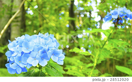 紫陽花の輝き 紫陽花の輝き 28512020