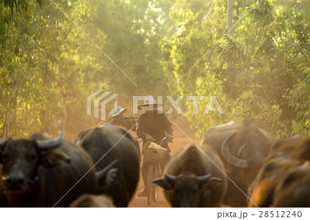 farmer with a herd of buffalo farmer with a herd of buffalo 28512240