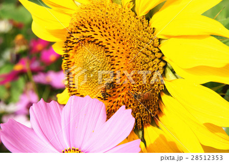 ひまわり 向日葵 ソレイユの丘 28512353