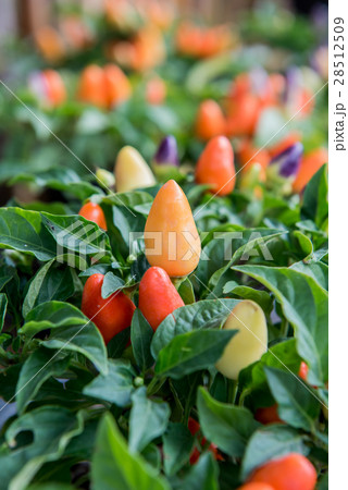Hot chili Hot chili 28512509