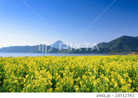 菜の花の池田湖畔と開聞岳 28512561