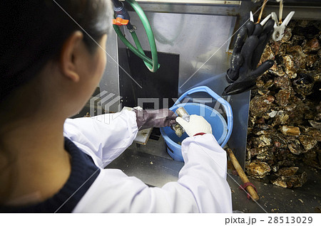 牡蠣打ち体験 28513029