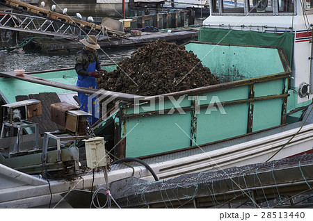 広島　牡蠣　水揚げ 28513440