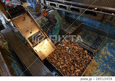 広島　水産加工工場　牡蠣　作業 28513459