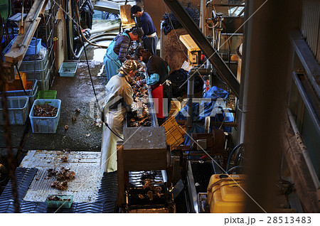 広島 水産加工工場 牡蠣 作業 広島 水産加工工場 牡蠣 作業 28513483