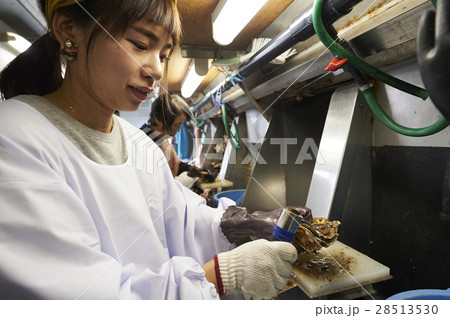 牡蠣打ち体験 28513530