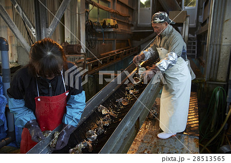 広島 水産加工工場 牡蠣 作業 広島 水産加工工場 牡蠣 作業 28513565