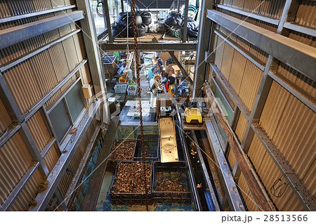 広島　水産加工工場　牡蠣　作業 28513566