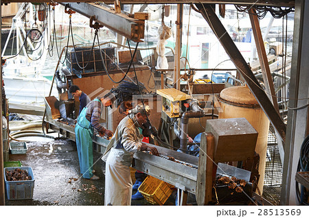 広島 水産加工工場 牡蠣 作業 広島 水産加工工場 牡蠣 作業 28513569