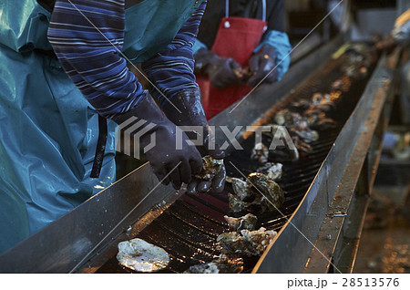 広島　水産加工工場　牡蠣　作業 28513576