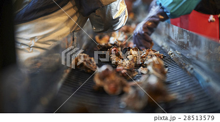 広島　水産加工工場　牡蠣　作業 28513579