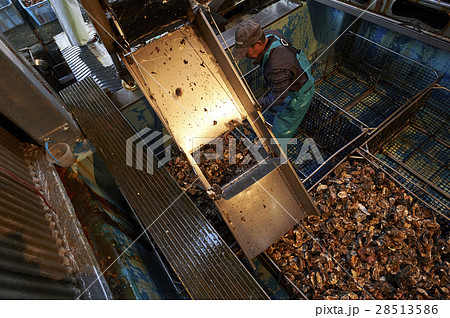 広島　水産加工工場　牡蠣　作業 28513586