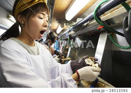 牡蠣打ち体験 28513593