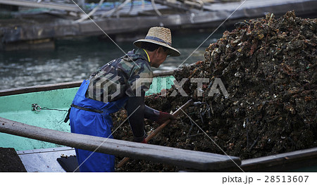 広島　牡蠣　水揚げ 28513607