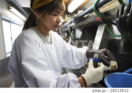 牡蠣打ち体験 28513612