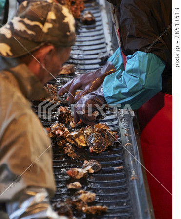 広島　水産加工工場　牡蠣　作業 28513613