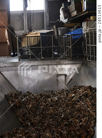 広島　水産加工工場　牡蠣　作業 28513615