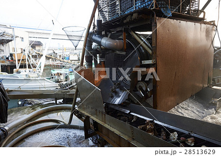 広島　水産加工工場　牡蠣　作業 28513629