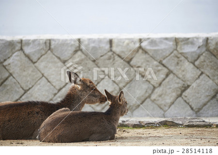 宮島　鹿　野生動物 28514118