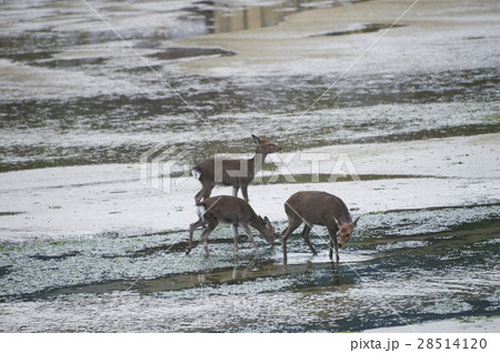 宮島　鹿　野生動物 28514120