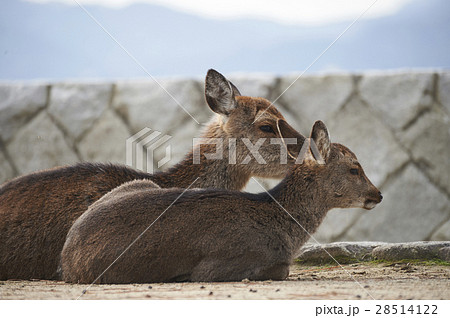 宮島　鹿　野生動物 28514122