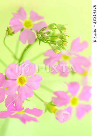 サクラソウの花 サクラソウの花 28514326