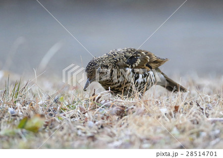 トラツグミ 28514701