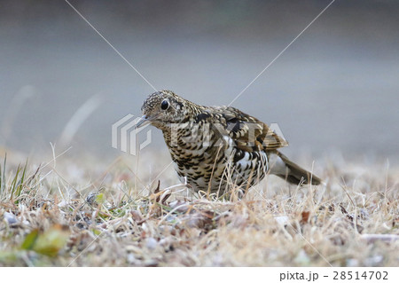 トラツグミ トラツグミ 28514702