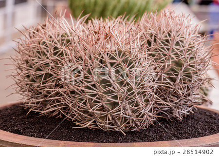 cactus, sugar palm leaf, decoration in the garden 28514902