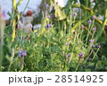 花 フラワー お花 28514925