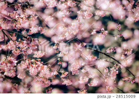 桜 さくら サクラ 28515009