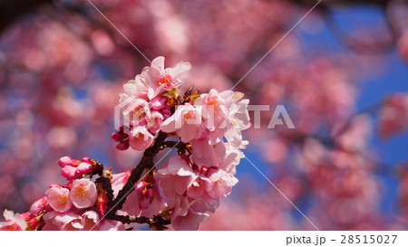 カンヒザクラ 28515027