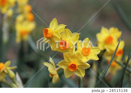 水仙：スイセン：山田池公園：大阪府枚方市 28515136