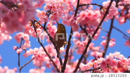 かんひ桜とメジロ かんひ桜とメジロ 28515203