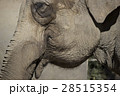ゾウの横顔 28515354