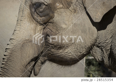 ゾウの横顔 28515354